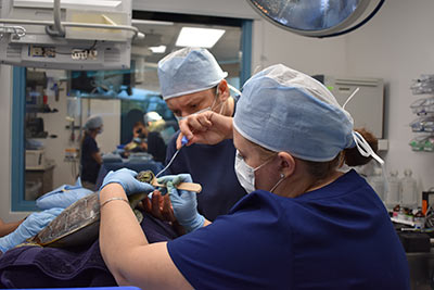 Daniel assists in a procedure to help rehabilitate an injured sea turtle.